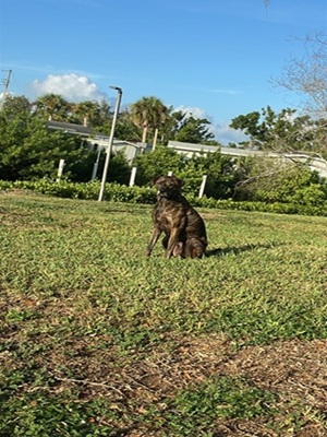 My dog tiago